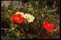 稷园