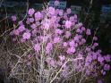 杜鹃花