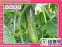 盛家源