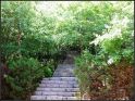 白草畔
