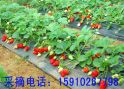 草莓成熟