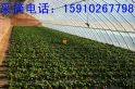 草莓园内景